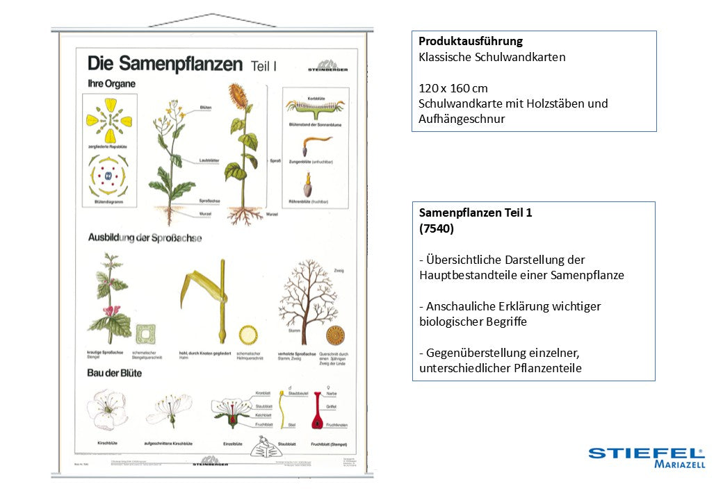 Samenpflanzen Teil 1