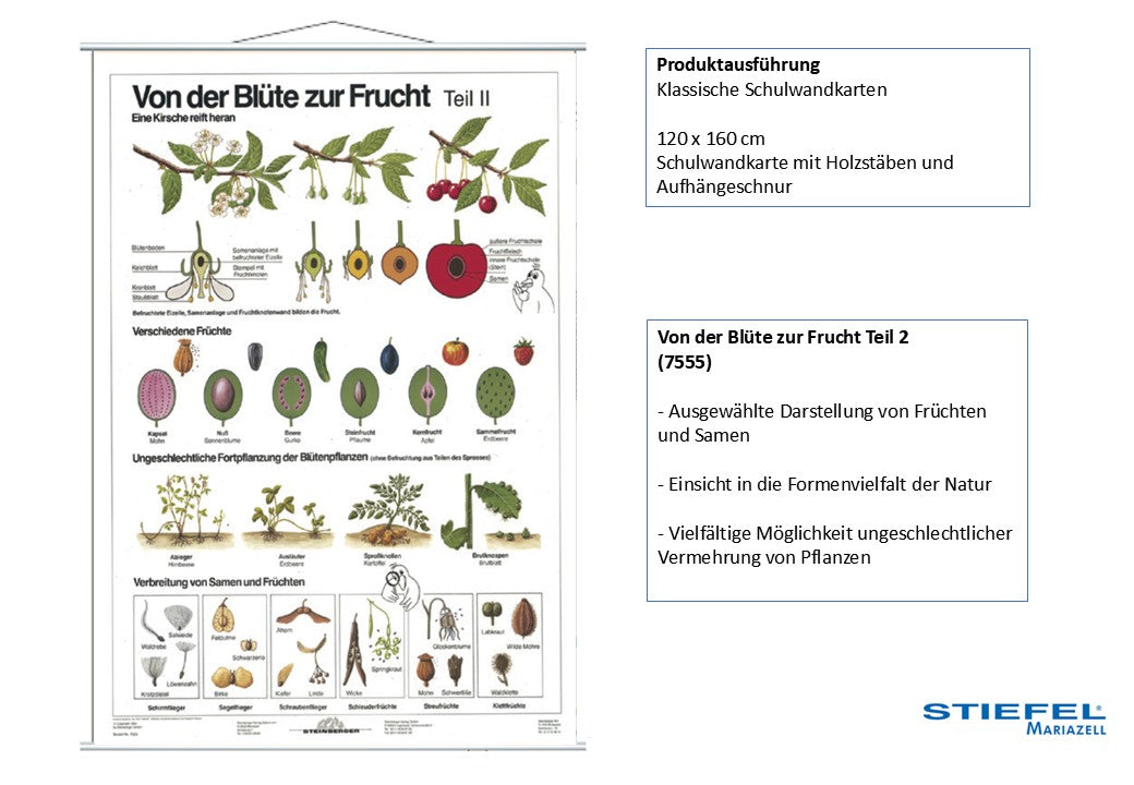 Von der Blüte zur Frucht Teil 2