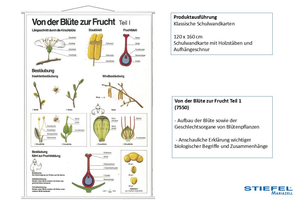 Von der Blüte zur Frucht Teil 1