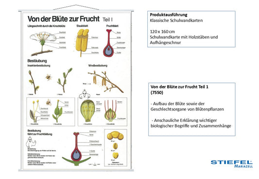 Von der Blüte zur Frucht Teil 1