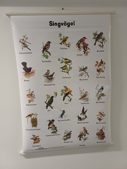 Vorführmaterial Wandkarte Die Singvögel